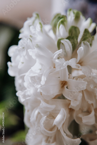 White hyacinth flowers with droplets close-up photo