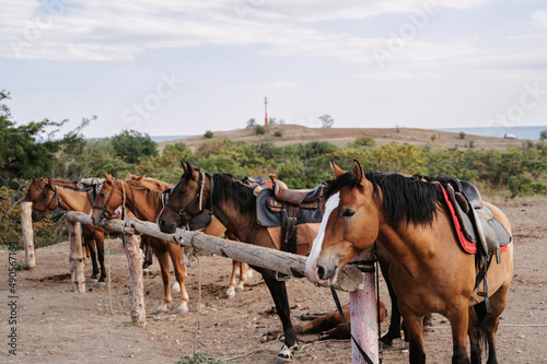 Several horses harnessed to the saddle  grazing on the plain stood at the stall.