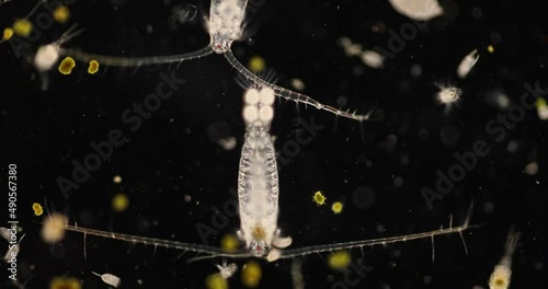 Copepod (zooplankton) in freshwater and Marine under microscope.
 photo