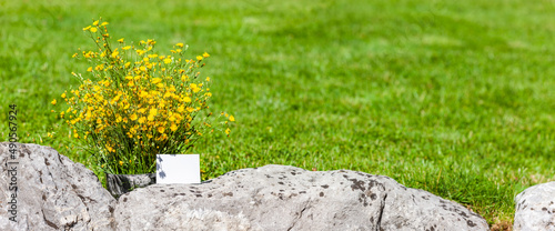 Wildblumen aus dem eigenen Garten