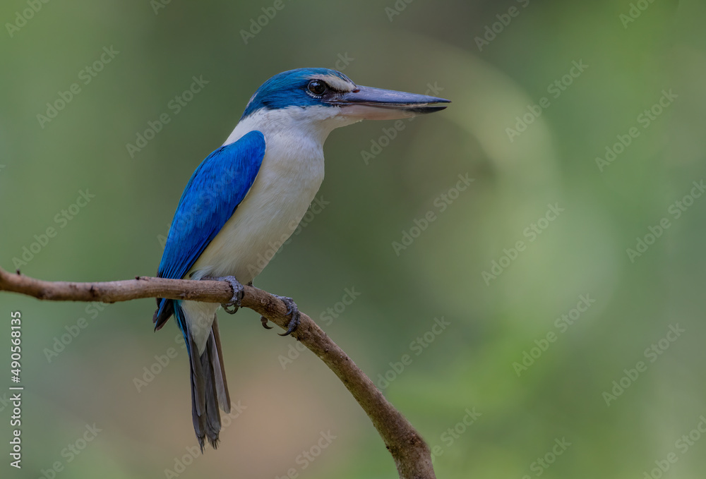 Birds that are blue and white in nature Collared Kingfisher	