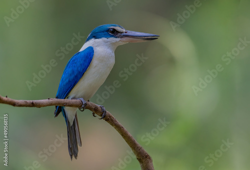 Birds that are blue and white in nature Collared Kingfisher  © sakda