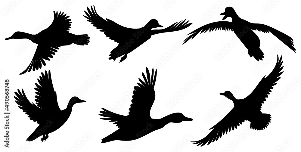 Obraz premium ducks flying set silhouette isolated vector