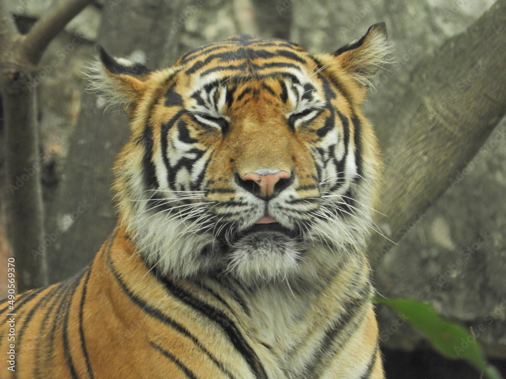Obraz premium tigre japon