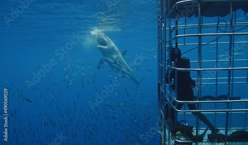 Great white shark passes bait near diver in shark cage.