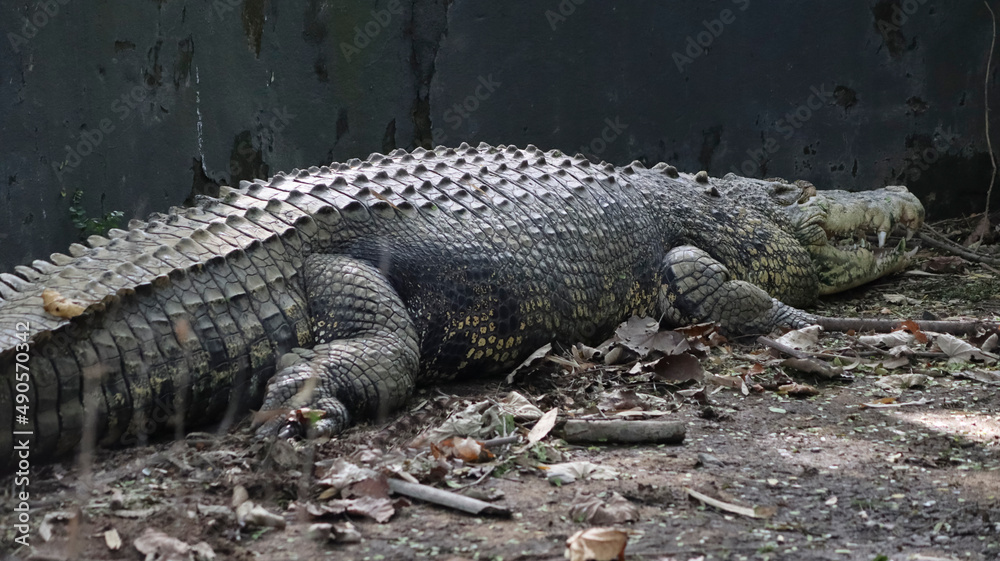 The big crocodile is lying on the ground. In the dim background The big crocodile is lying on the ground. In the dim background