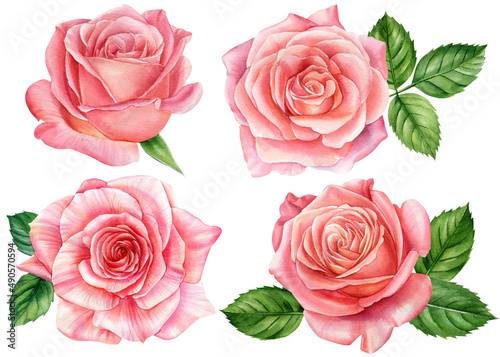 Set rose  beautiful flower on isolated white background  watercolor illustration  botanical painting