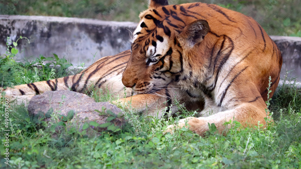 The tiger is sitting on the ground. with the blur background
