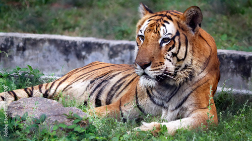 The tiger is sitting on the ground. with the blur background