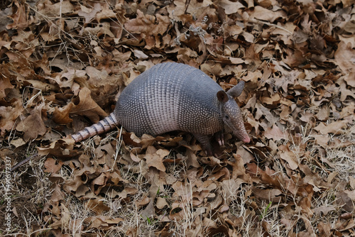 Wild armadillo in dry leaves of environment outdoors.
