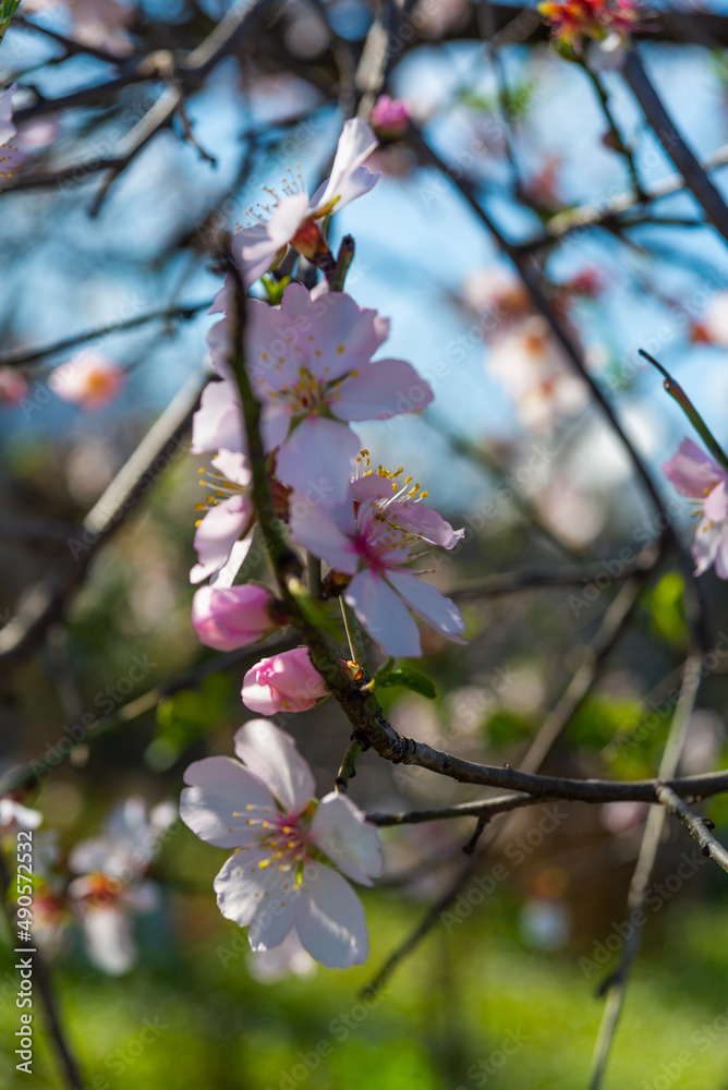 DATCA, MUGLA, TURKEY: Flowers on the branch of an almond tree during the flowering period on a sunny day. DATCA, MUGLA, TURKEY: Flowers on the branch of an almond tree during the flowering period on a sunny day.