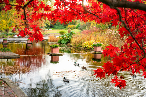 Japanischer Garten mit roten Blättern im Herbst- Hamburg