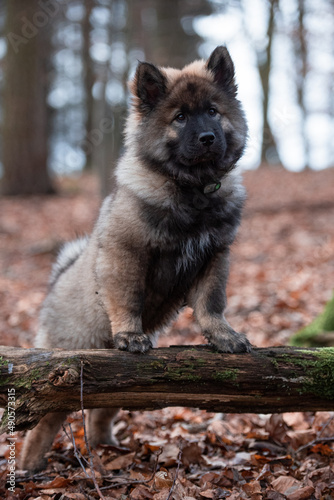 Ein wolfgrauer Eurasierwelpe steht mit beiden Vorderpfoten auf einem kleinen querliegenden Baumstamm und schaut frontal in die Kamera photo