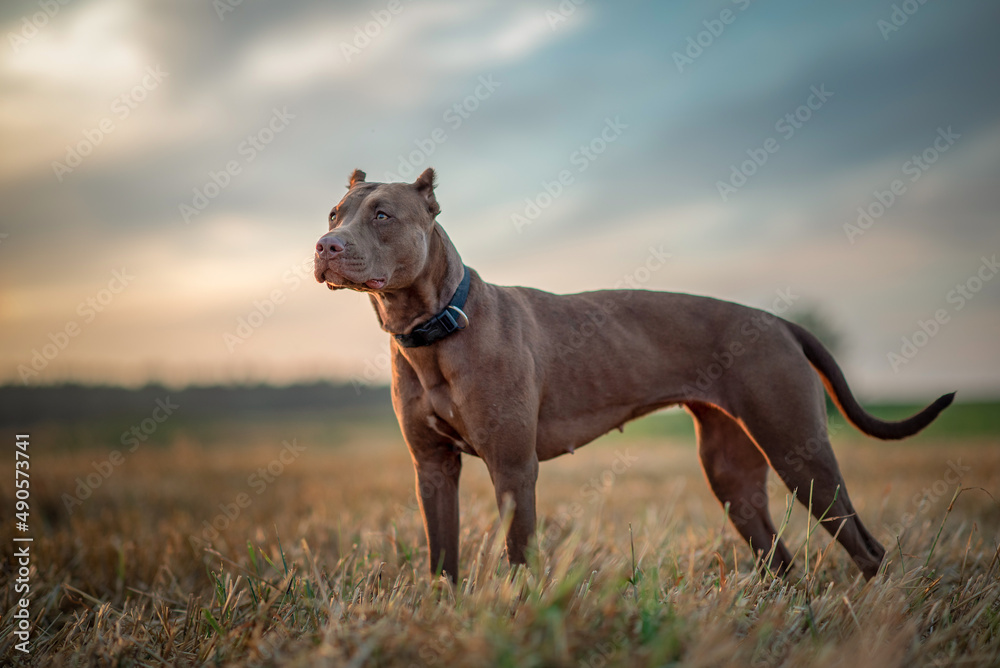 Portrait of a purebred American Pit Bull Terrier in a summer field.