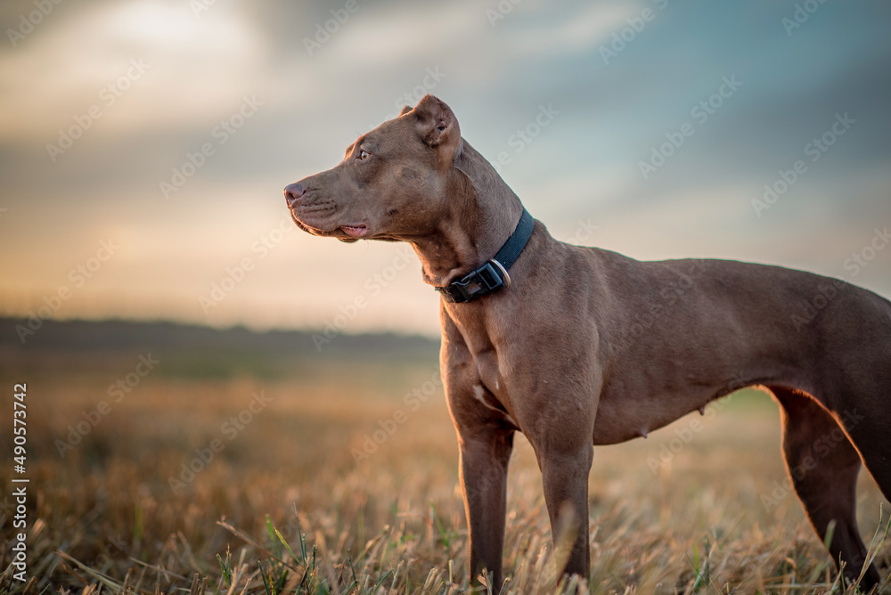 Portrait of a purebred American Pit Bull Terrier in a summer field. Portrait of a purebred American Pit Bull Terrier in a summer field.