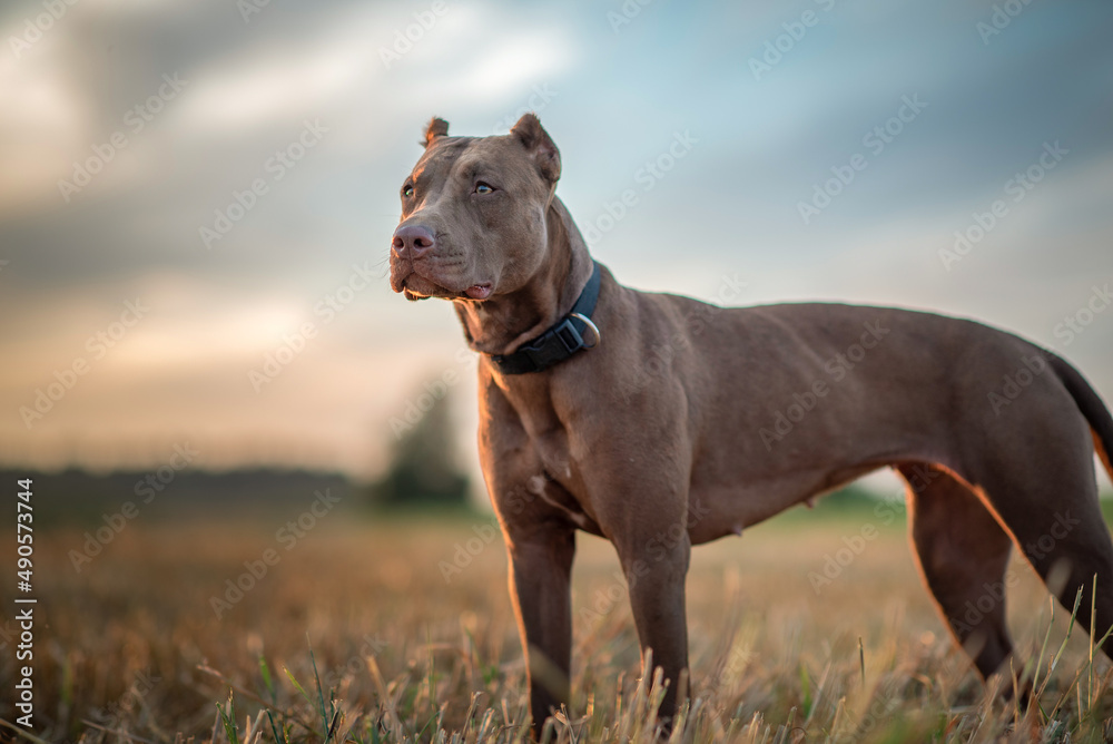 Portrait of a purebred American Pit Bull Terrier in a summer field.