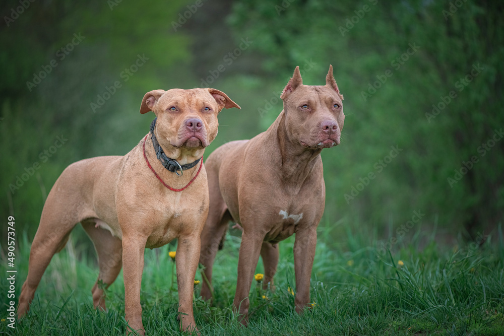 Portrait of a purebred American Pit Bull Terrier in a summer field.