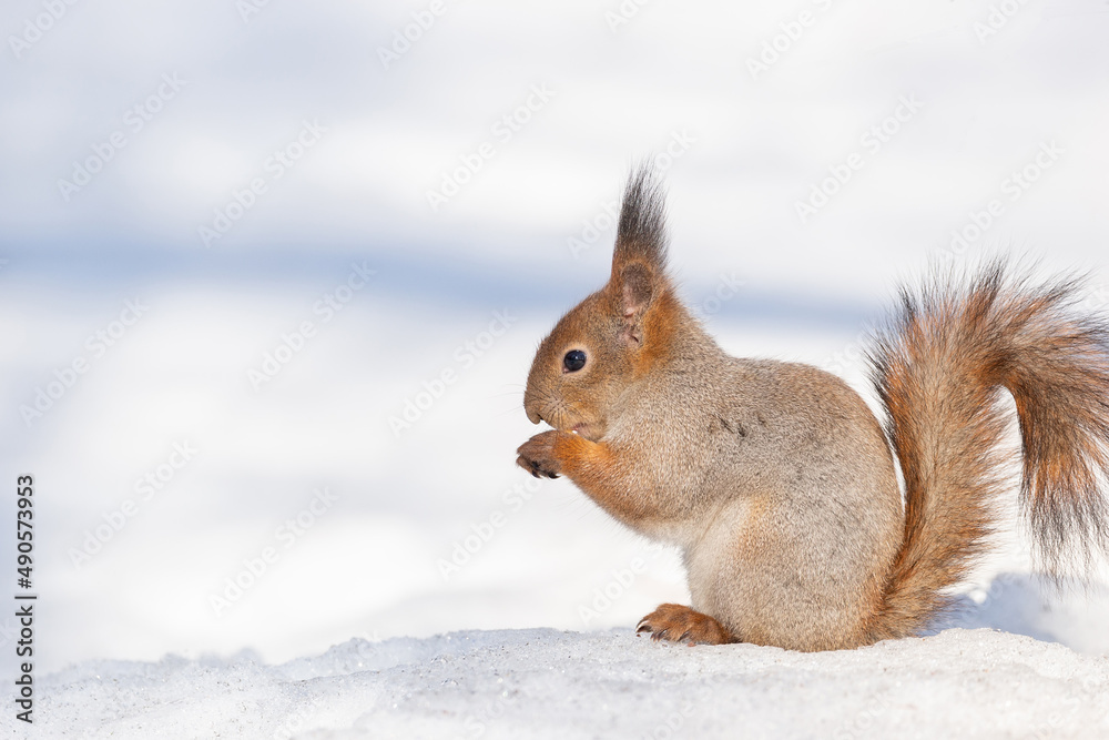 Red squirrel sitting on a tree branch in winter forest and nibbling seeds on snow covered trees background.