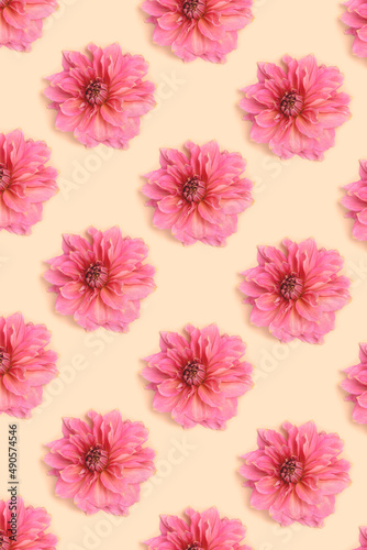 Pattern made of dahlia flower heads on a beige background.  Springtime creative concept. © rorygezfresh