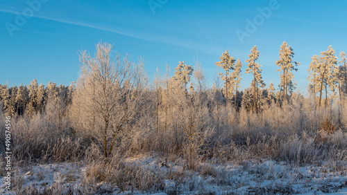 Wallpaper Mural Winter landscape with snowy bushes and trees on blue sky background. Plants are covered with hoar frost. Torontodigital.ca