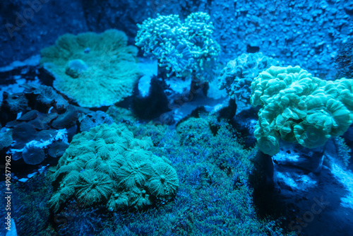 Billede på lærred Sea anemone on a coral reef