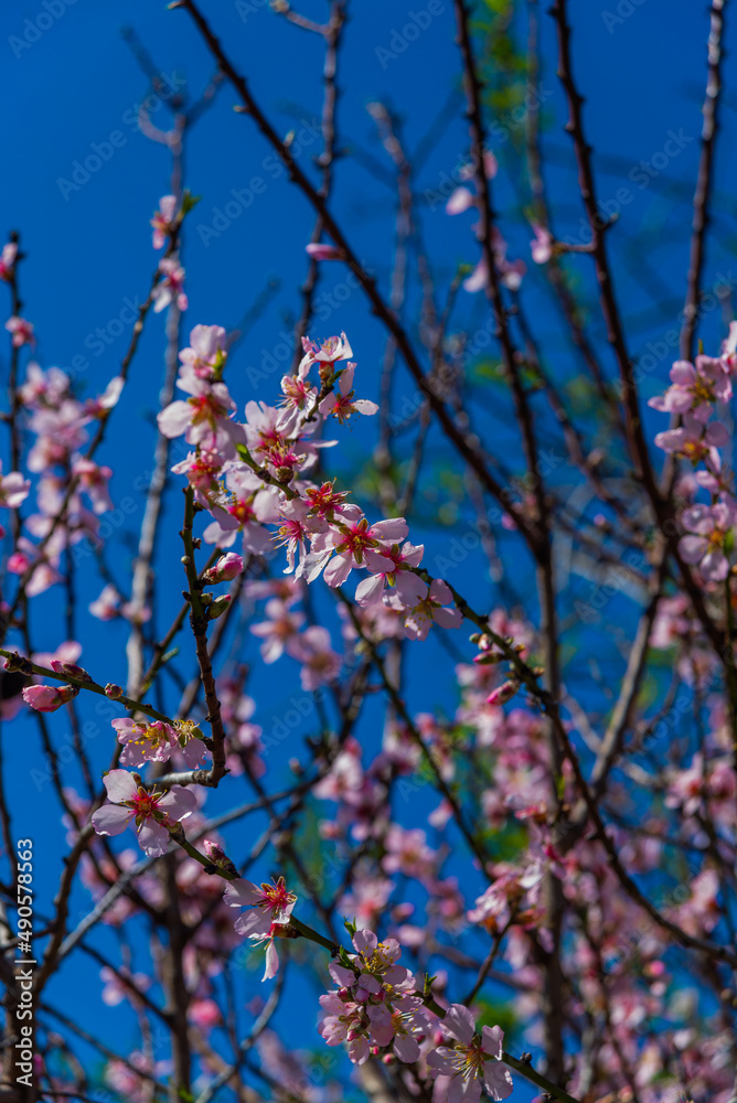 DATCA, TURKEY: Pink almond tree flowers during the flowering period on a sunny day.