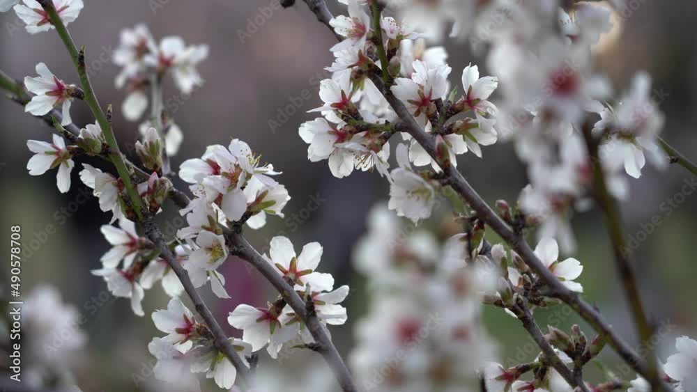 detail of the first flowers of an almond tree backlit by the sun at sunset. Madrid, Spain, February 25, 2022. detail of the first flowers of an almond tree backlit by the sun at sunset. Madrid, Spain, February 25, 2022.