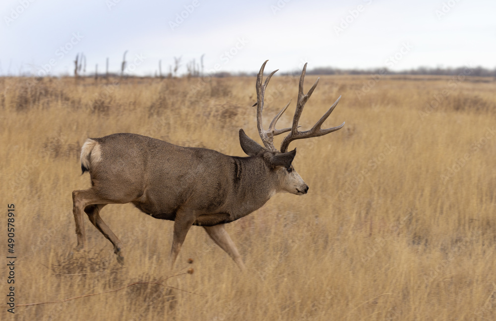 Mule Deer Buck during the Rut in Autumn in Colorado Mule Deer Buck during the Rut in Autumn in Colorado