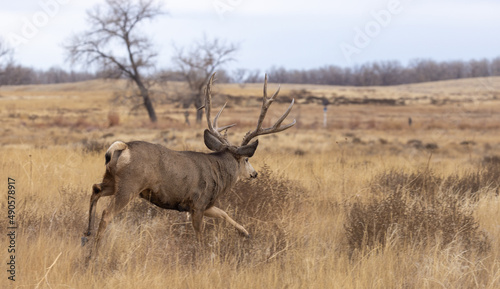 Fototapeta Naklejka Na Ścianę i Meble -  Mule Deer Buck during the Rut in Autumn in Colorado