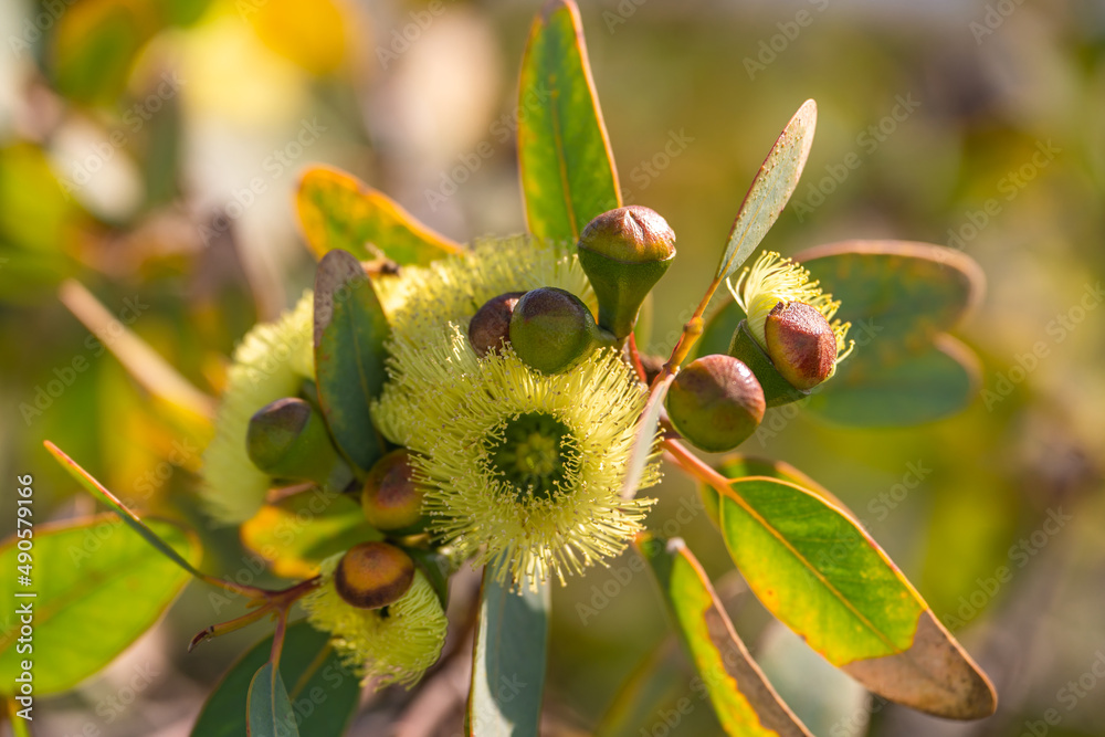 Blooming yellow eucalyptus flowers. Close-up of yellow eucalyptus flowers.