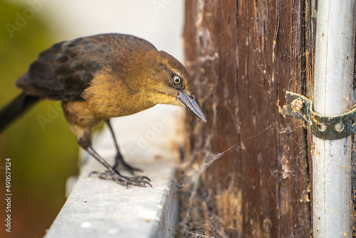 Great-tailed Grackle (female) sitting on the fence. photo