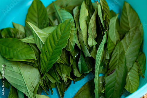 Folhas de Chacrona Psychotria viridis Ayahuasca Santo Daime