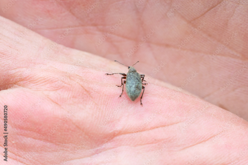 Weevil bug is sitting catched on opened palm. Insect injuring harvest, Agribusiness problems, insects in the garden