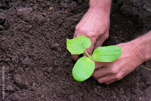 Green young squash plant in male farmer's hand, pumpkin plant in vegetable flowerbed in garden. Cultivation and increasing harvest