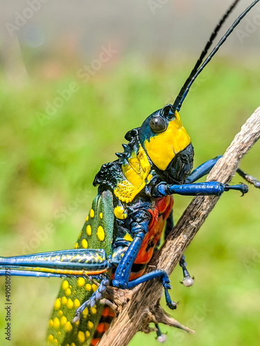 Fototapeta Rainbow Grasshoper