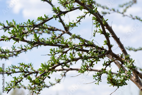 Buckthorne bush with little young leaves on long twigs branches in garden in early spring. Harvesting and cultivation eco berry trees