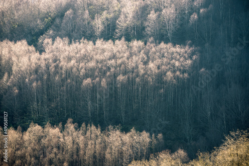 Birch trees grouped in neat copses under the weak winter light