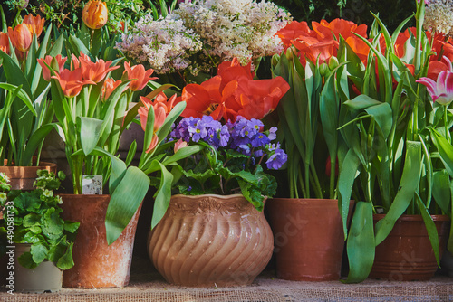 Many ceramic pots with spring flowers are arranged in a row.