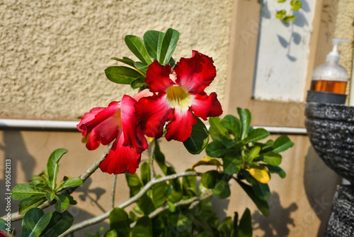 flower of the red adenium obesum plant that blooms
