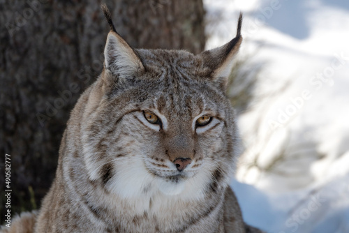 Luchs Porträt