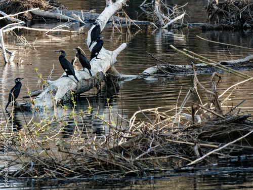 cormorant in river magra near la spezia