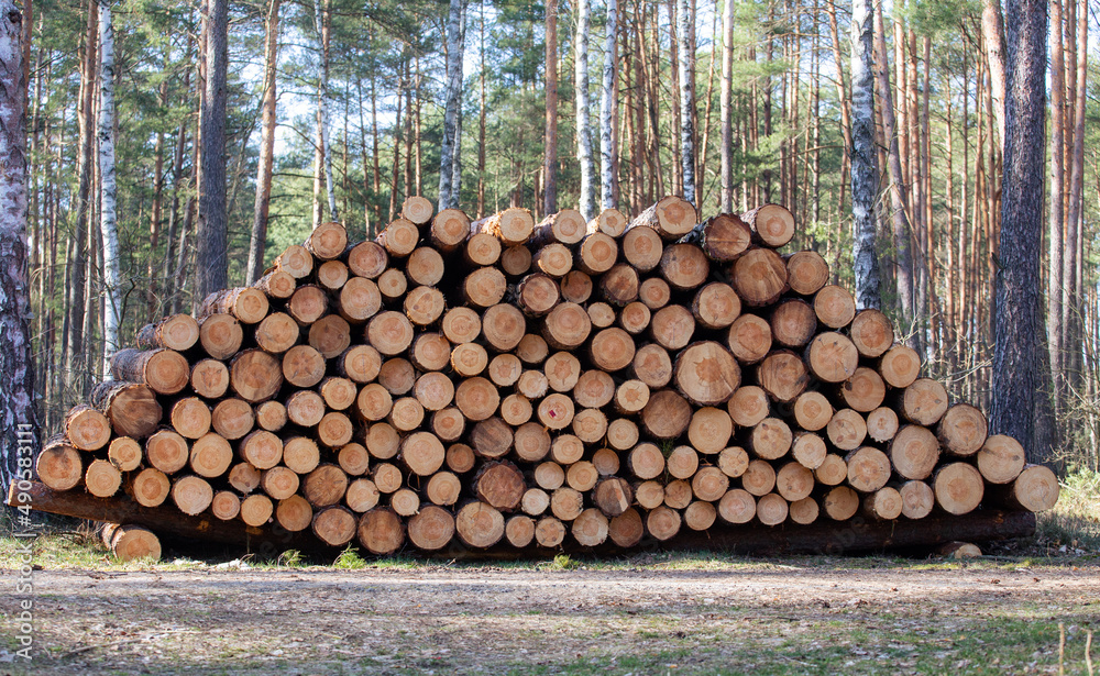 Deforestation. Logs of wood collected. Forest background. Wood industry. Europe Poland