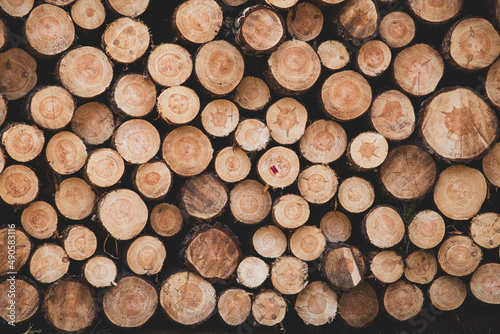 Wooden background. Cut logs close up. Deforestation industry