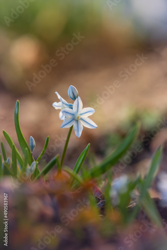 Wiosenny ogród. Biało niebieskie kwiaty puszkinii w wiosennym w ogrodzie. Małe rośliny ozdobne. Sezon wiosenny . Bajkowy ogród	. Kwiaty gwiazdki.