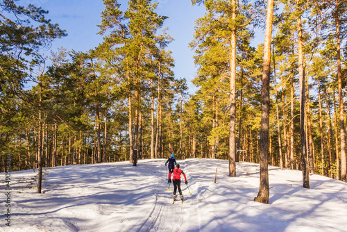 Skiers in a pine forest