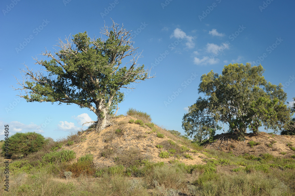 Trees, bushes, grass and cacti on waste ground near the town in Israel