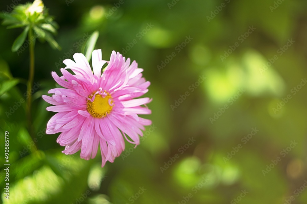 A beautiful pink aster with its petals on the green background A beautiful pink aster with its petals on the green background