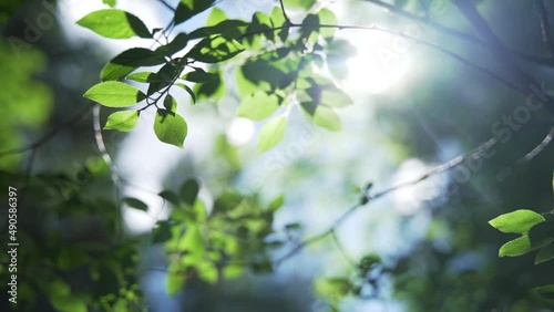 The sun's rays break through the foliage
