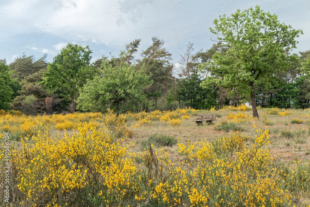 Spring - Landscape with yellow-blooming shrubs. Spring - Landscape with yellow-blooming shrubs.