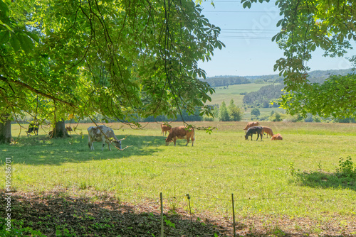 Cows in a pasture.